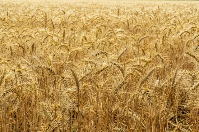 Golden harvest fields in India